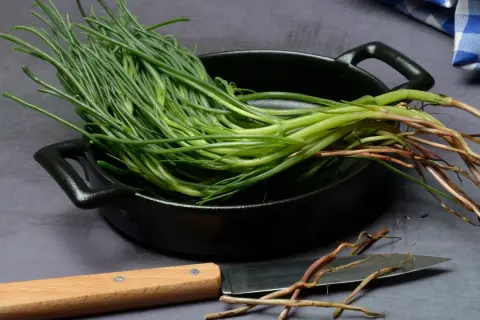 Mazzo di agretti freschi con radici, pronti per essere cotti in padella. Un coltello è appoggiato accanto.