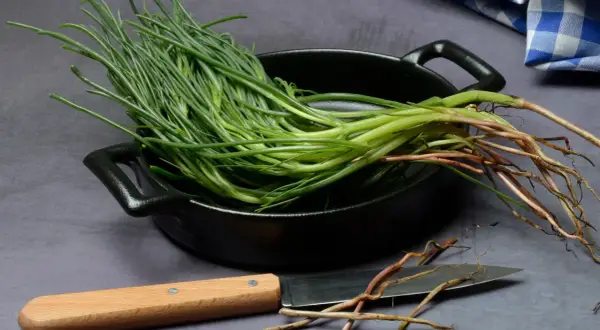 Mazzo di agretti freschi con radici, pronti per essere cotti in padella. Un coltello è appoggiato accanto.