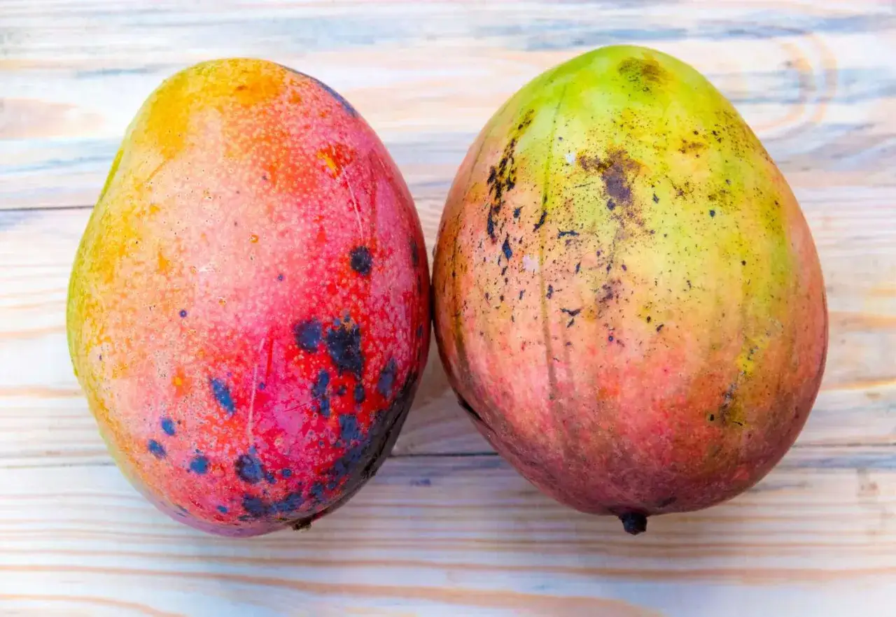 Due succosi manghi, uno rosso e uno giallo-verde, riposano su un tavolo di legno. Ricorda che il mango è lassativo!