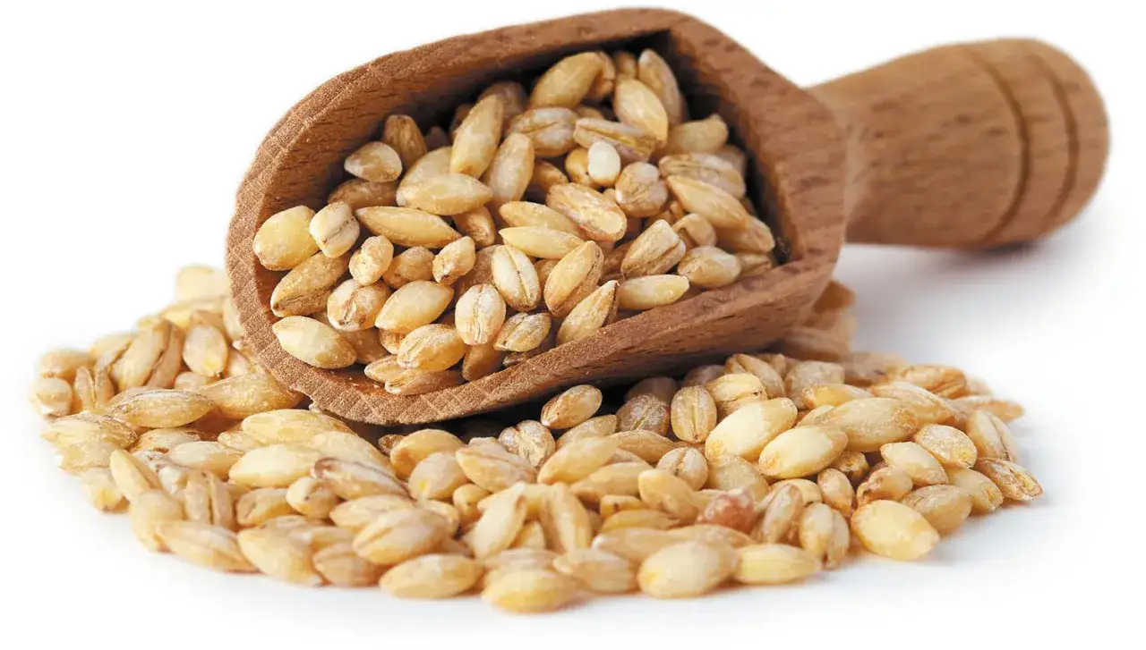 Chicchi d'orzo in un cucchiaio di legno. Attenzione, l'orzo fa ingrassare se consumato in eccesso!