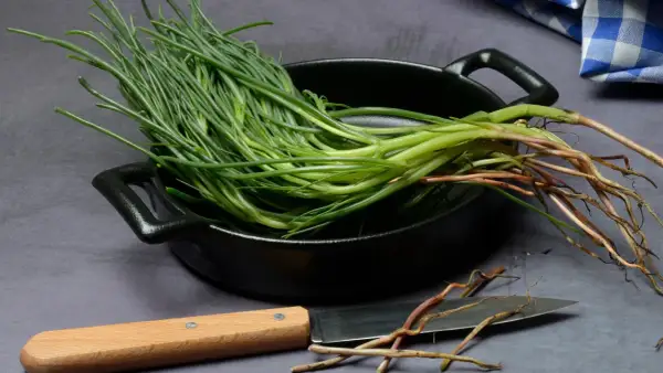 Mazzo di agretti freschi con radici, pronti per essere cotti in padella. Un coltello è appoggiato accanto.